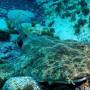 actual_angel_shark.jpg